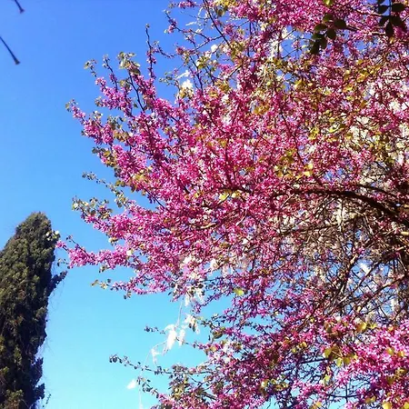 Corfu Town Garden